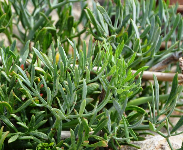 Crithmum maritimum (Apiaceae)